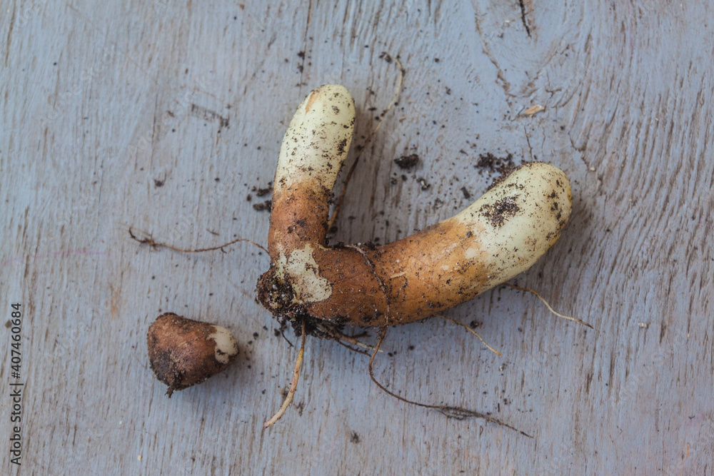 Gloriosa root immediately after the end of the growing season. Flat lay Gloriosa root immediately after the end of the growing season. Flat lay