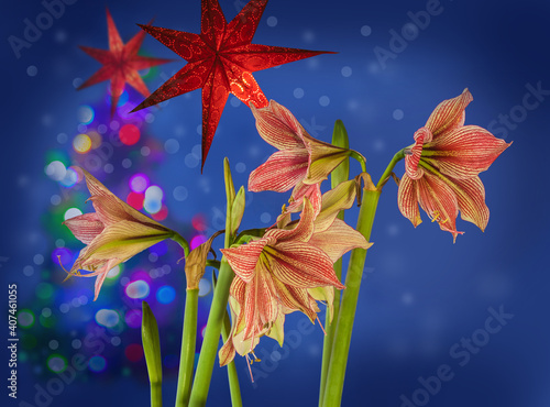 Blooming  Amaryllis Hippeastrum   Butterfly Group   