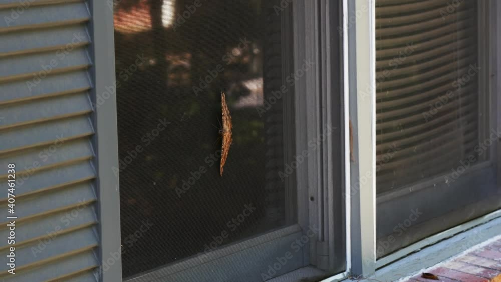 A medium shot of a large moth as it sits on the screen of a window. A medium shot of a large moth as it sits on the screen of a window.