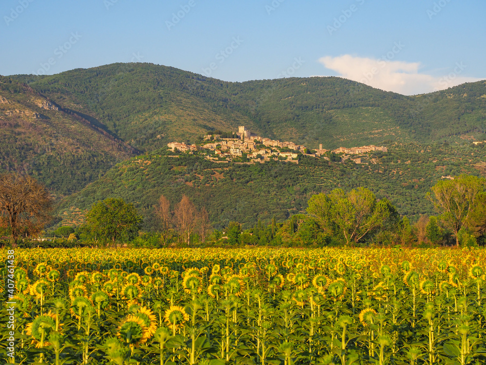Amazing Italian landscape during sunset with blooming beautiful Helianthus flowers or large yellow sunflowers in agricultural field and small old town Sermoneta, on the foothills of Lepini mountains.