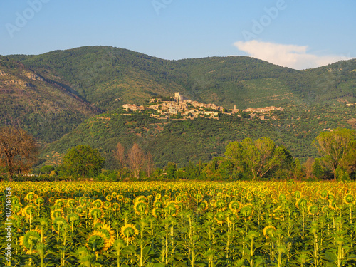 Amazing Italian landscape during sunset with blooming beautiful Helianthus flowers or large yellow sunflowers in agricultural field and small old town Sermoneta  on the foothills of Lepini mountains.