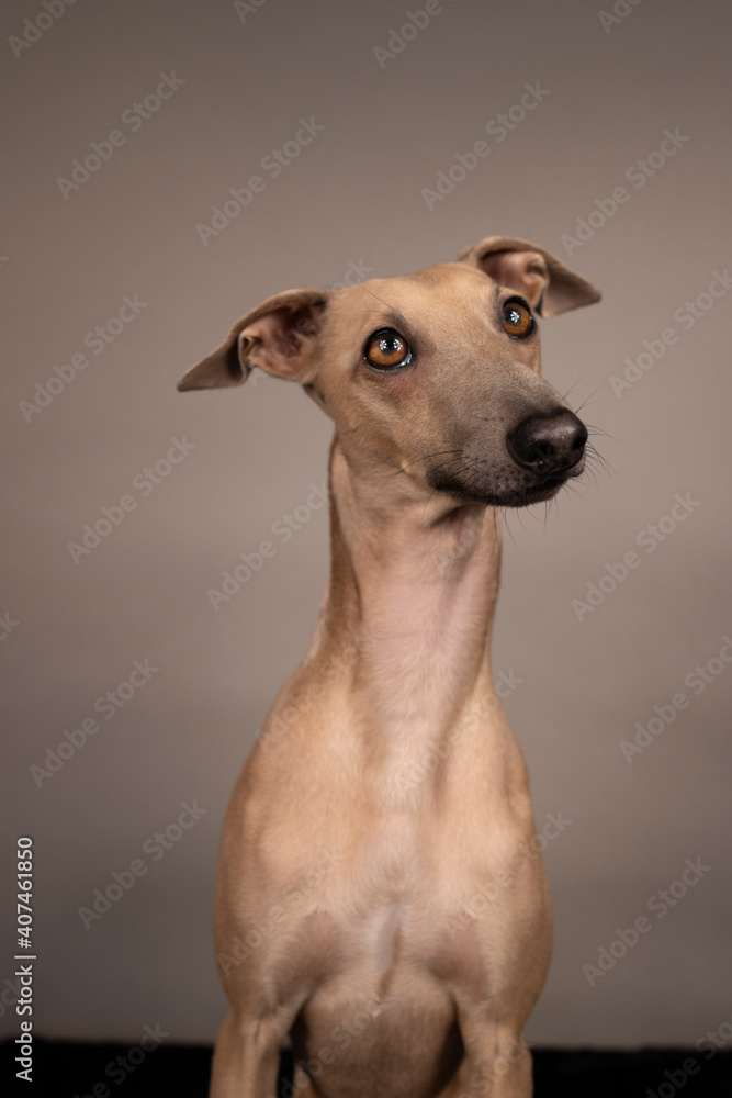 adorable and curious brown dog Italian greyhound with big brown eyes and big black nose portrait on grey and brown background in studio adorable and curious brown dog Italian greyhound with big brown eyes and big black nose portrait on grey and brown background in studio