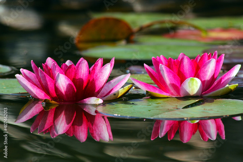 Blooming waterlilies at the pond. Lilies in the summer. Water raspberry-red flowers. Pink lotus on  the water. 