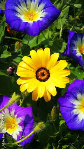 Yellow camomiles among bright blue flowers. Summer flowers.