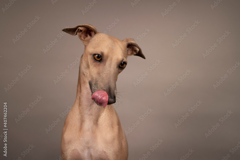 adorable and curious brown dog Italian greyhound with big brown eyes and big black nose portrait on grey and brown background in studio adorable and curious brown dog Italian greyhound with big brown eyes and big black nose portrait on grey and brown background in studio