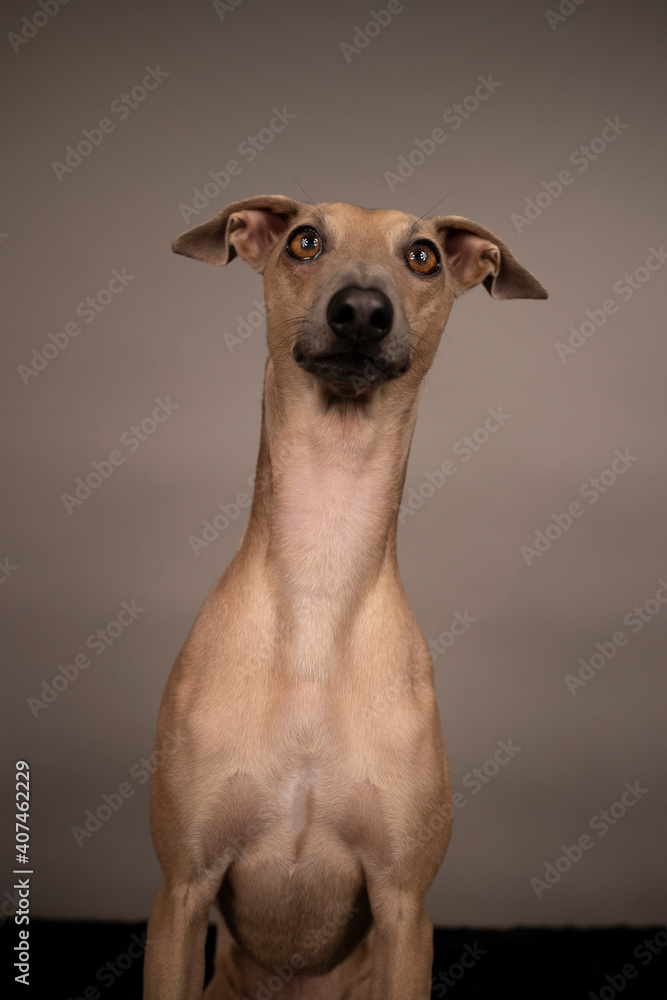 adorable and curious brown dog Italian greyhound with big brown eyes and big black nose portrait on grey and brown background in studio