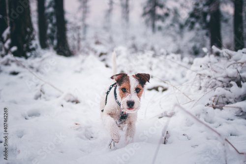 Cute Parson Russell Terrier Winter Portrait © Kristyna