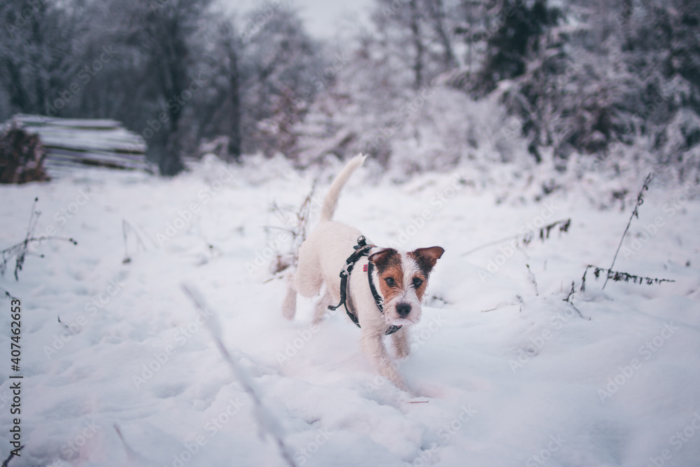 Cute Parson Russell Terrier Winter Portrait