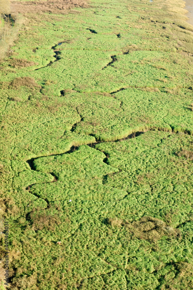 green moss on the wall green moss on the wall