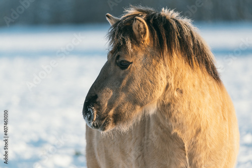 Beautiful wild horse in snow