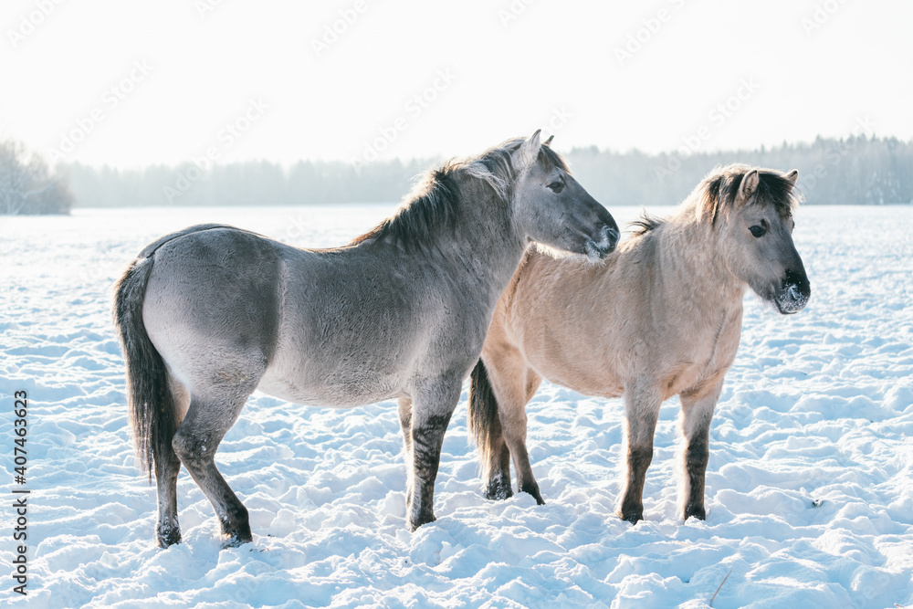 Two thoroughbred gray horses in winter forest. Two thoroughbred gray horses in winter forest.