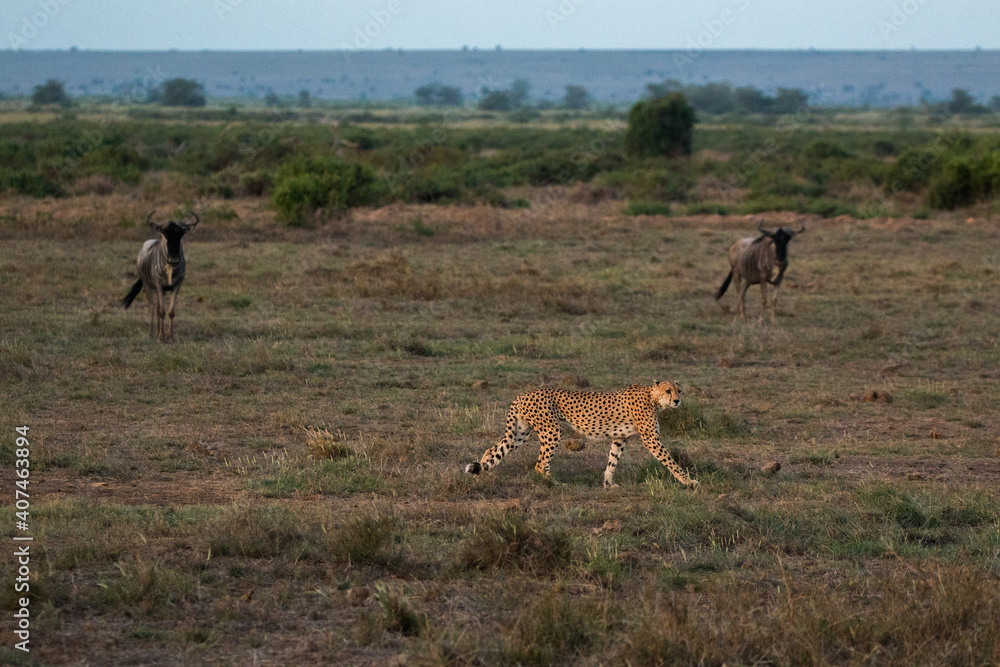 Naklejka premium cheetah walking with wildebeests in background