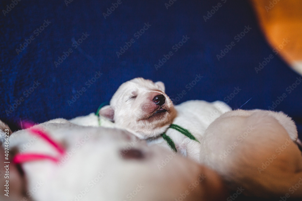 Potrait of a newborn white Shepherd puppy. Baby dog on a blue blanket. One week old dog Potrait of a newborn white Shepherd puppy. Baby dog on a blue blanket. One week old dog