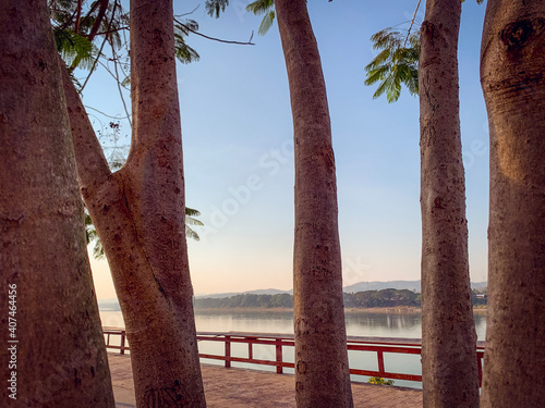 trees on the beach