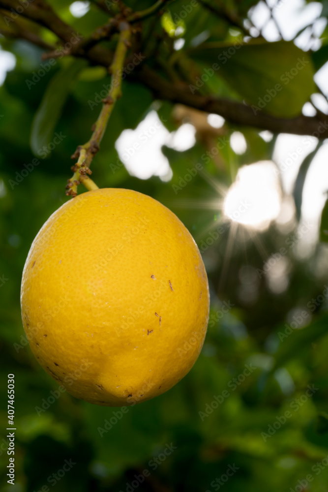 Yellow lemon on the tree with sunstar in the background
