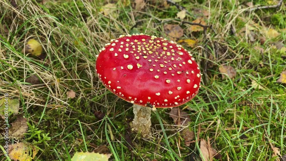 Red Amanita beautiful mushroom at fall in the forest. Tilt up Red Amanita beautiful mushroom at fall in the forest. Tilt up