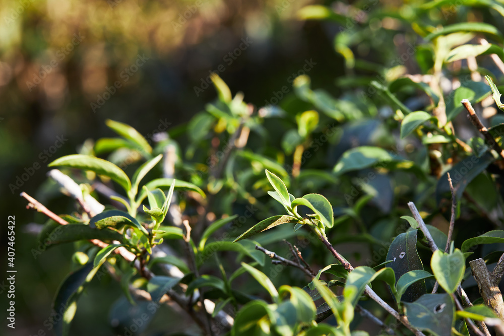 Growing tea leaf in crop