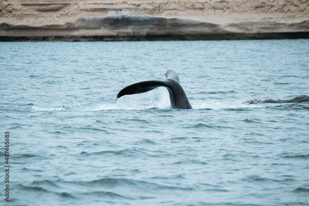 Fototapeta premium Las ballenas salieron a jugar