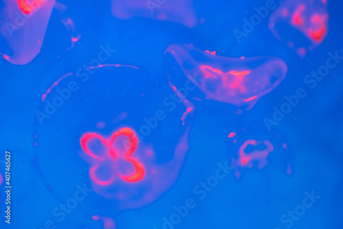 Colorful jelly fish in dark sea
