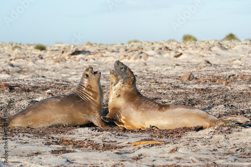 Elephant seals on the beatch
