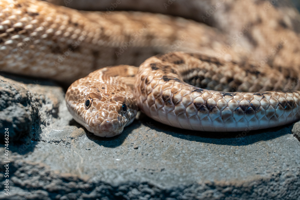 Fototapeta premium Spalerosophis diadema, known commonly as the diadem snake and the royal snake close up on the rocks at night in the middle east or north africa.