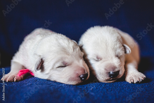 Potrait of more young white puppys lying on a Blanket.  swiss shepherd siblings sleeping on a blanket