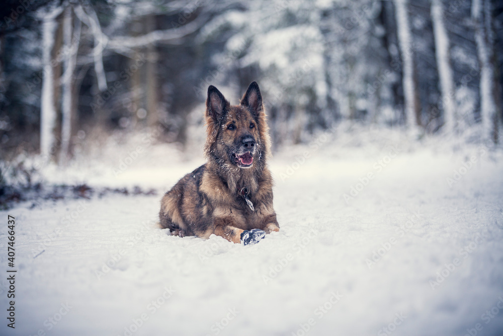 Adult german shepherd standing in the snow with a snowy face. Dog on a walk in winter Adult german shepherd standing in the snow with a snowy face. Dog on a walk in winter