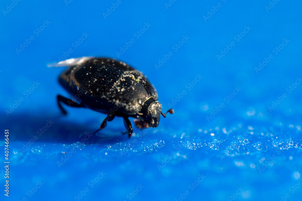 Hister beetle (histeridae) macro photography footage  examining small black beetle on blue background near water in the Middle East.