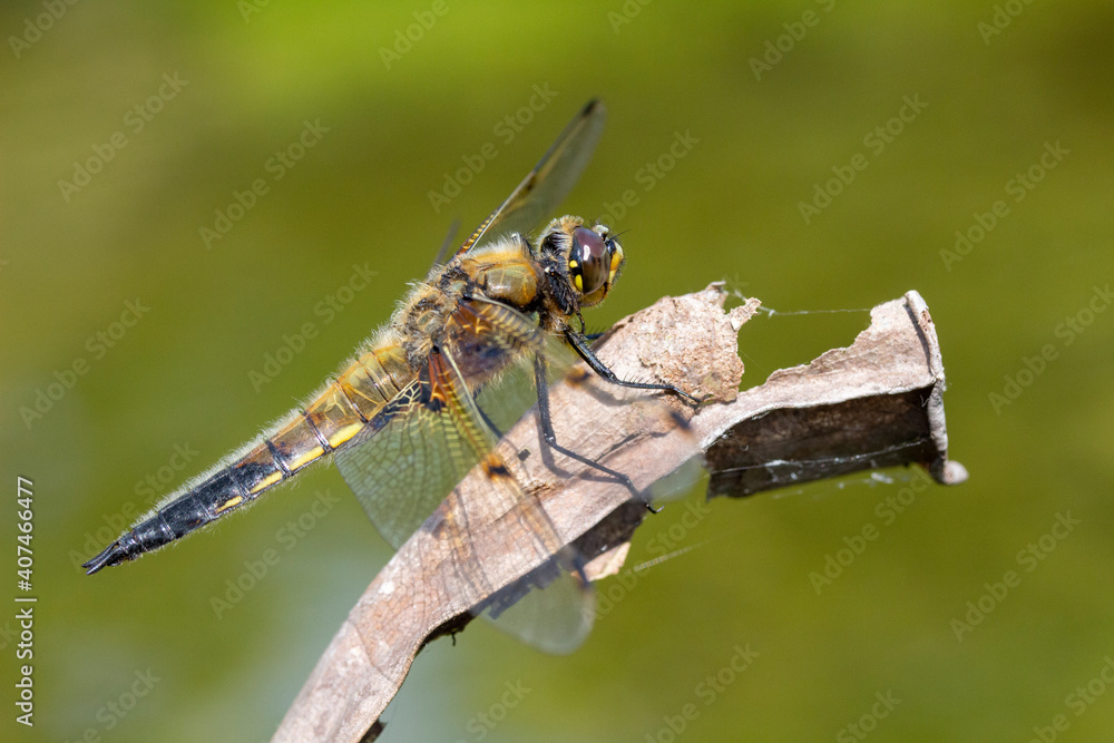 Four-spotted Chaser (Libellula quadrimaculata) Four-spotted Chaser (Libellula quadrimaculata)