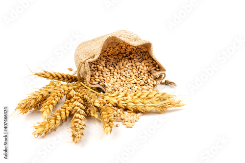 grains of wheat or rye in bag with bunch of dry ears isolated on white background