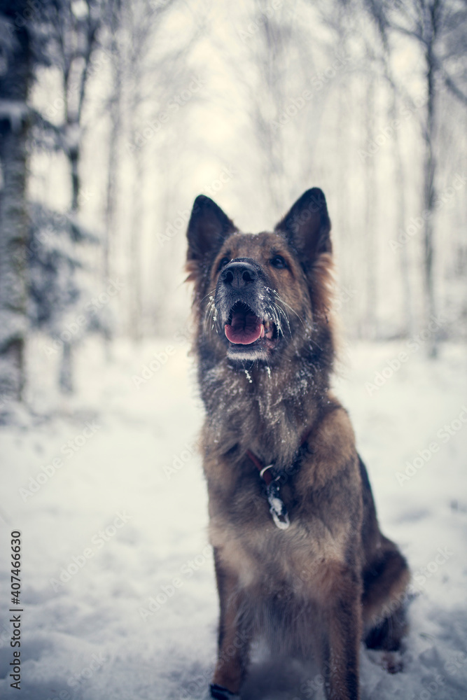 Naklejka premium Adult german shepherd standing in the snow with a snowy face. Dog on a walk in winter