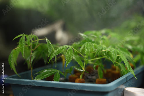 Growing hemp cuttings in indoor cultivation