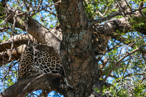 Leopard on a tree watching for the hunt in Serengeti National Park of Tanzania  East Africa...