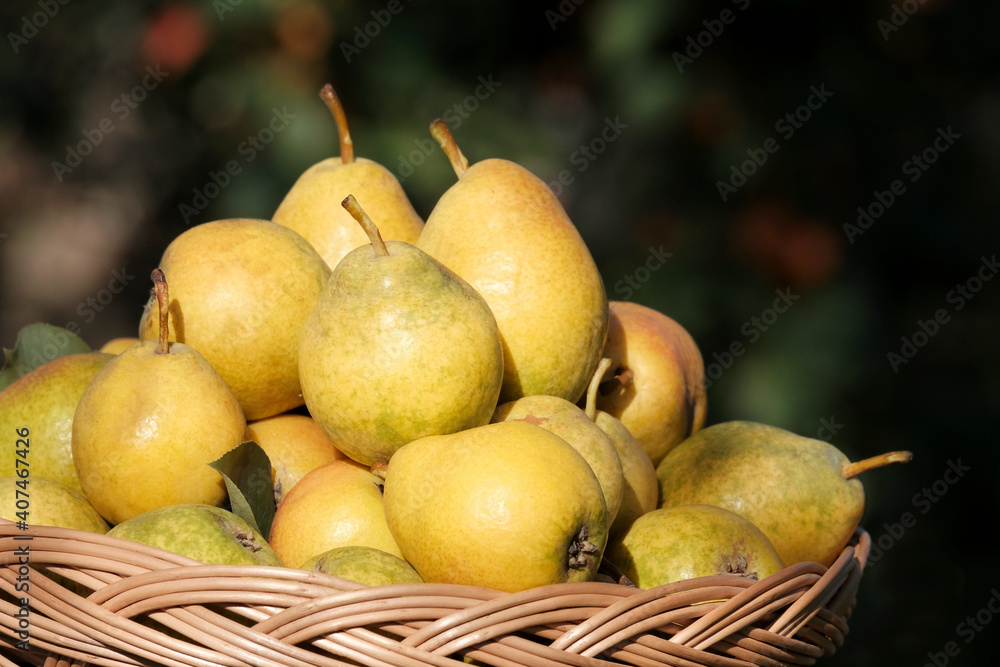 Pears are yellow, green against the background of the garden. The concept of gardening, juice production. Beautiful still life of fruits