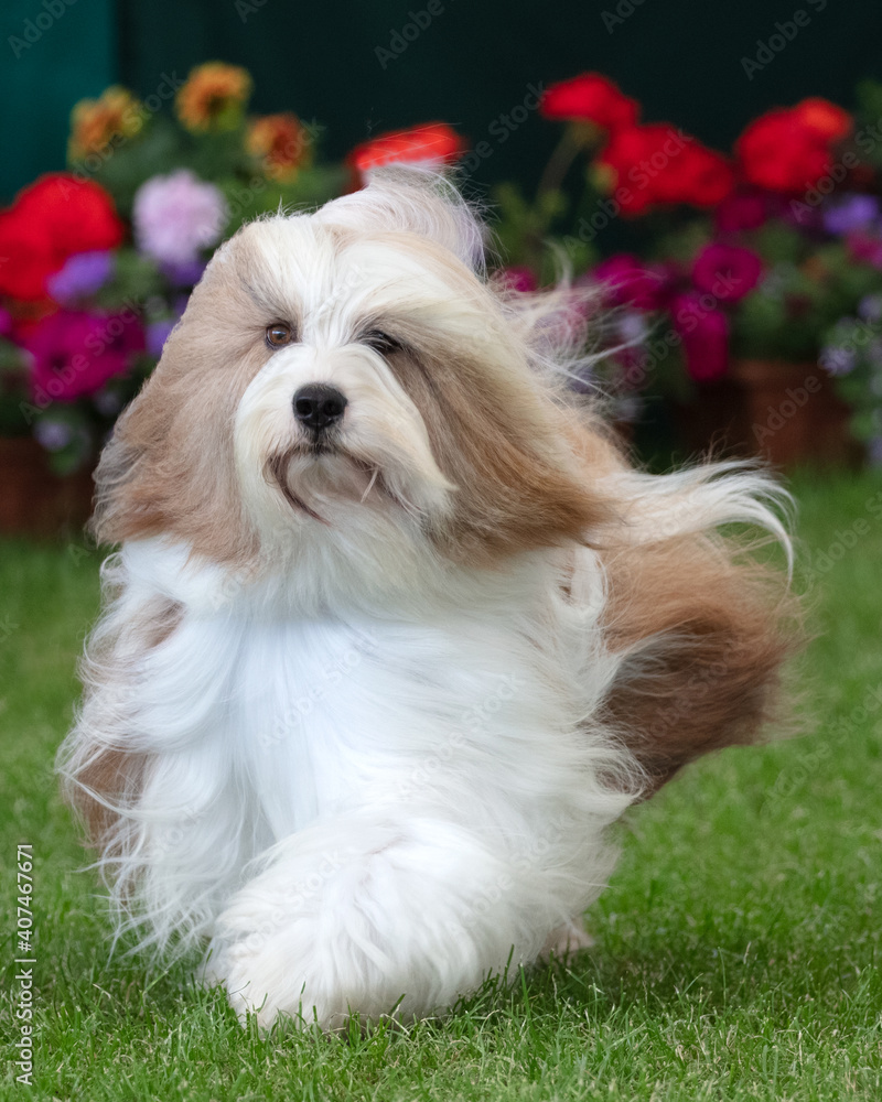 Tibetan Terrier at a dog show