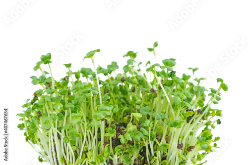 Mustard sprouts isolated on white background