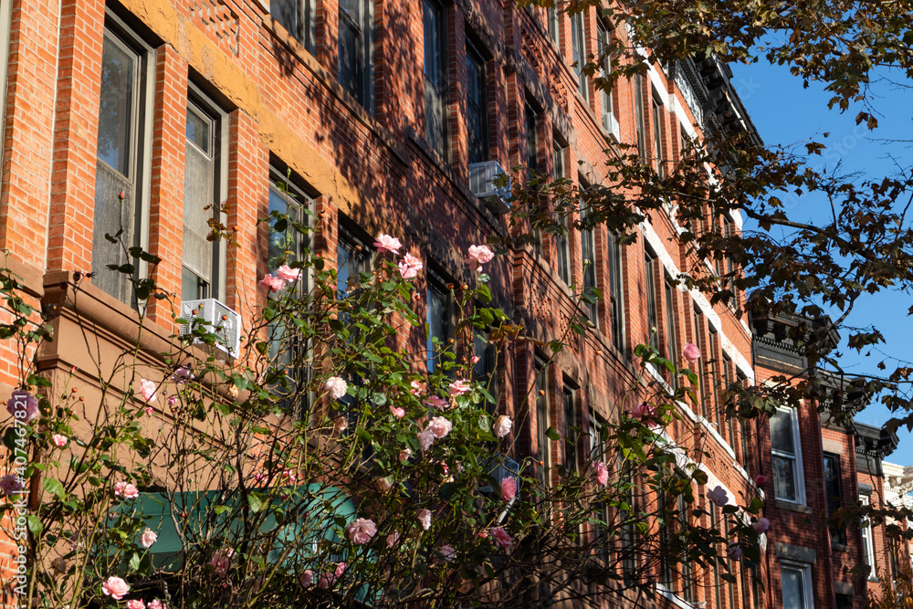Pink Roses next to a Row of Colorful Old Brownstone Homes in Park Slope Brooklyn New York during Autumn