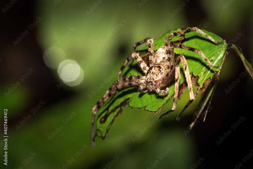 The little spider