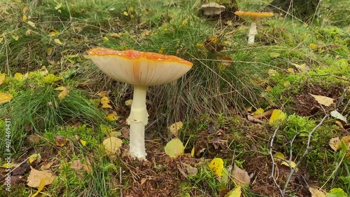 Red mushroom with a pool of water on top between grass at the forest at fall. Lift, Tilt from low to hoover over. photo