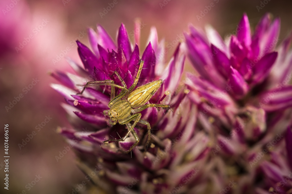 The little spider