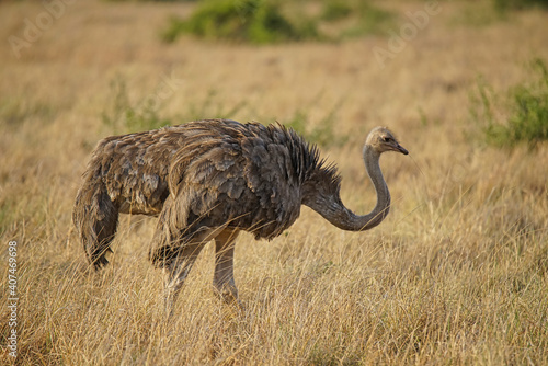 There is a brown feathered female ostrich on the grass. Large numbers of animals migrate to the Masai Mara National Wildlife Refuge in Kenya, Africa. 2016.