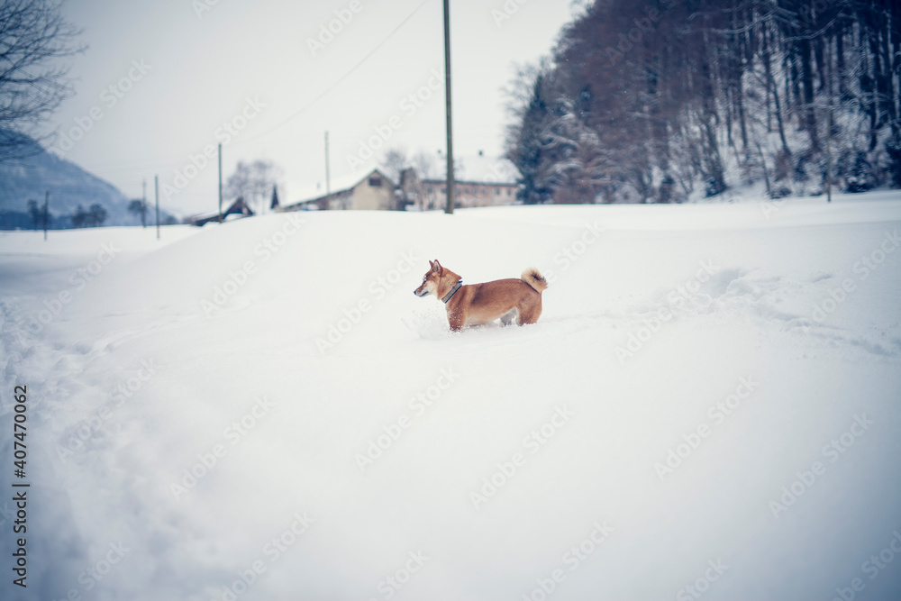 Portait of an red shiba inu standing in a winter landscape. Dog in the snow. Portait of an red shiba inu standing in a winter landscape. Dog in the snow.