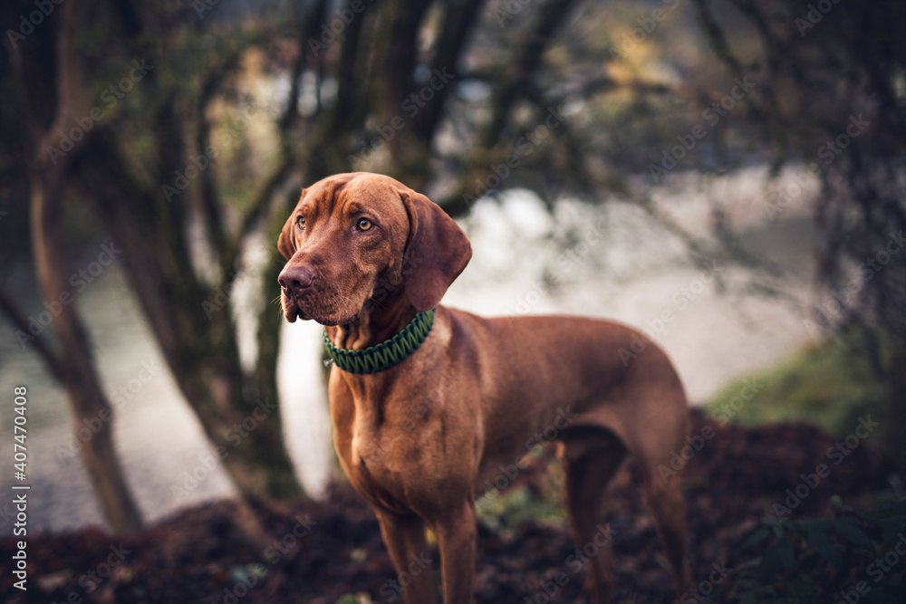 Magyar vizla in autumn . Dog lying on leaves. Proud dog looking around 