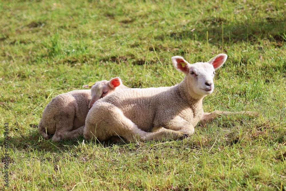 Sheep Sheep