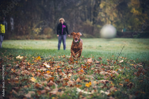 Magyar Vizla running on a field. Dog run away with speed. Happy dog play and run in the nature