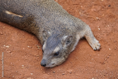 A Rock Hyrax(Cape Hyrax) lay on the land. Large numbers of animals migrate to the Masai Mara National Wildlife Refuge in Kenya, Africa. 2016.