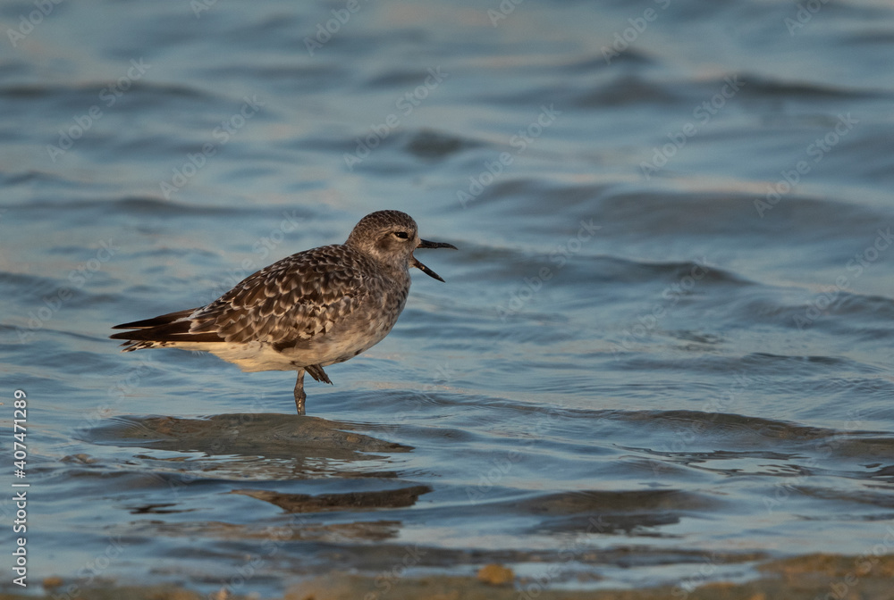 Grey plover at Busaiteen coast of Bahrain Grey plover at Busaiteen coast of Bahrain