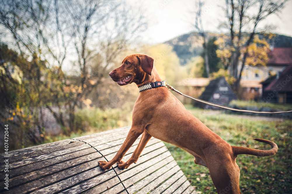 Magyar Vizla standing in front of  mountain view. Dog looking around in the nature.