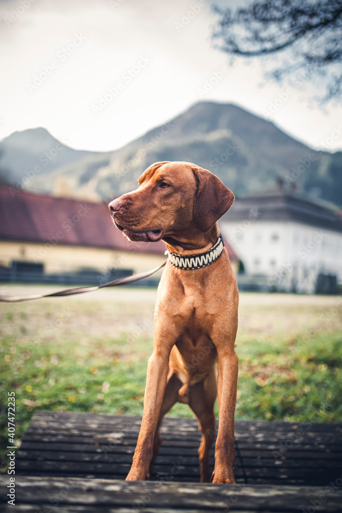 Magyar Vizla standing in front of mountain view. Dog looking around in the nature. Magyar Vizla standing in front of mountain view. Dog looking around in the nature.