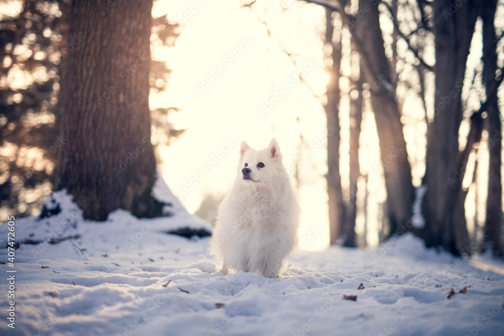 Japan Spitz Im Winter Beim Sonnenuntergang Wei er Hund Steht Im Park japan-spitz-im-winter-beim-sonnenuntergang-wei-er-hund-steht-im-park
